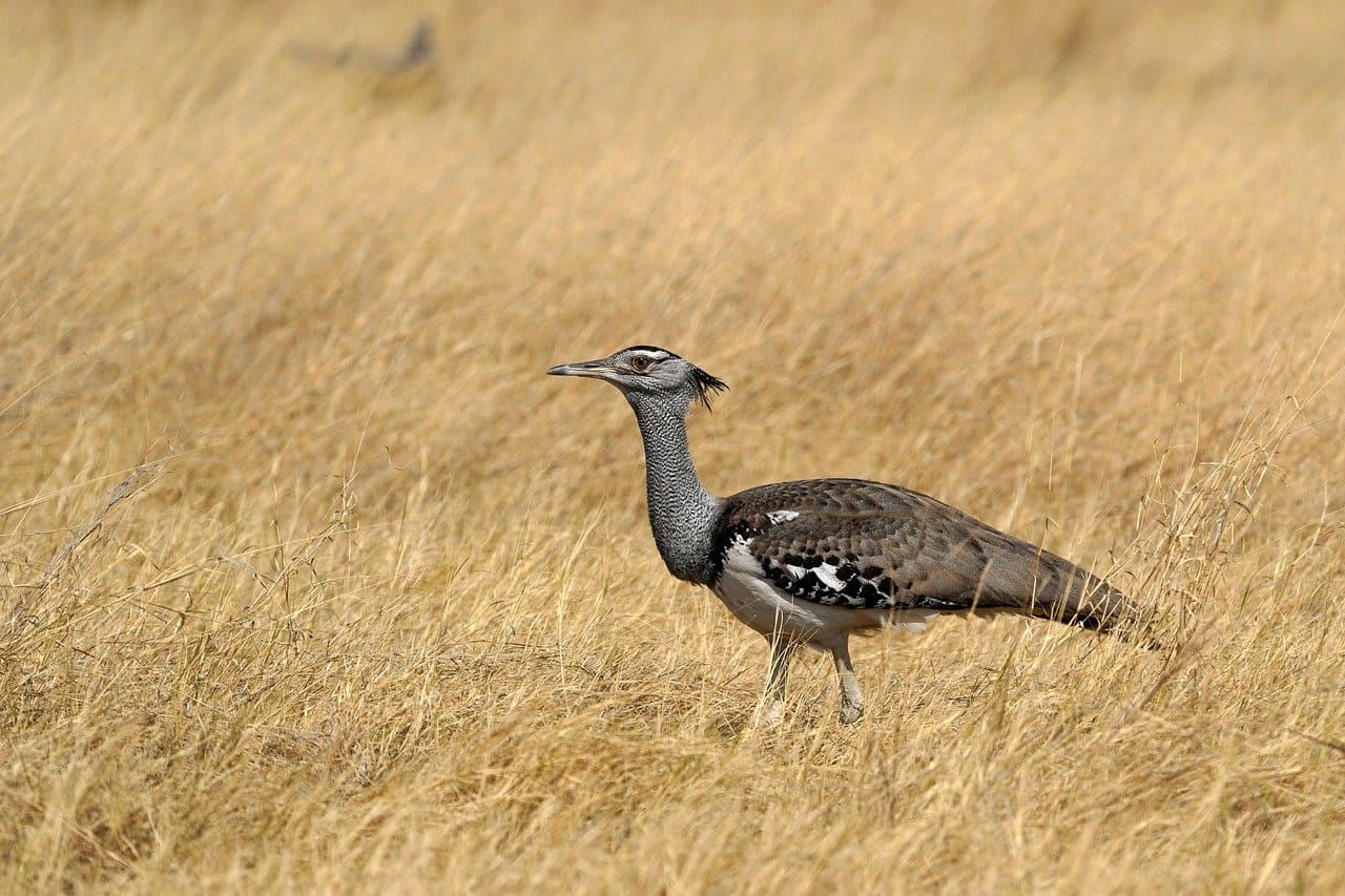 Botswana
