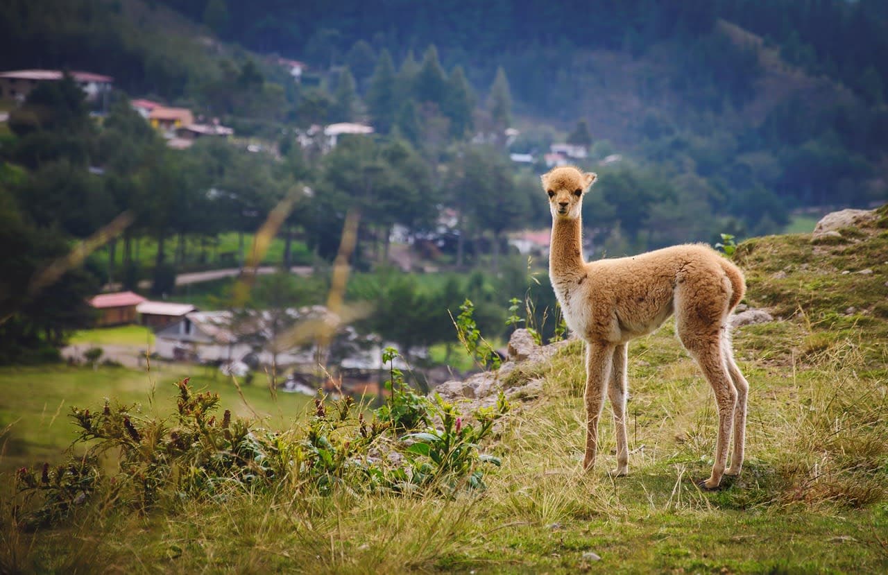 Sacred Valley