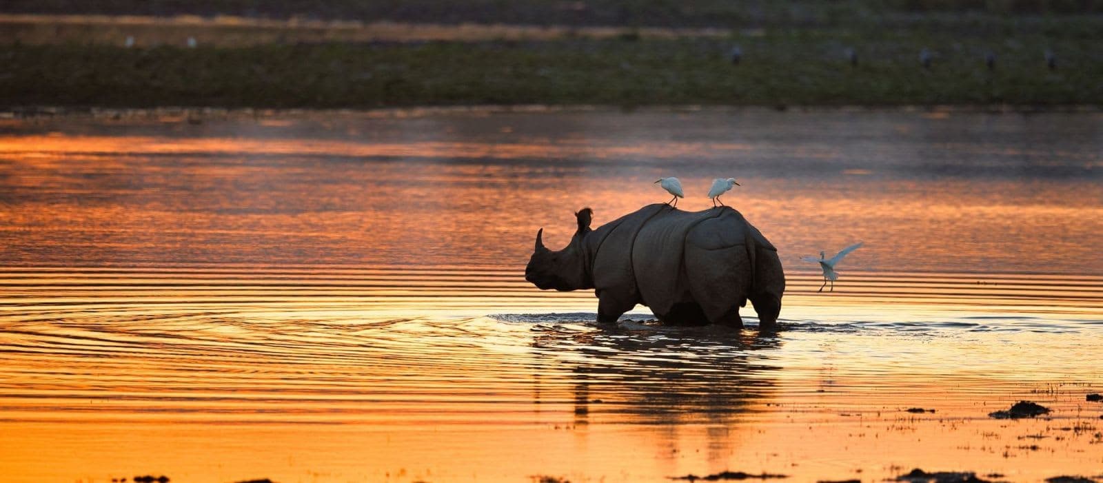 Kaziranga